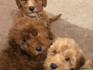 Cockapoo dogs Ready now cockapoos - Advert 2