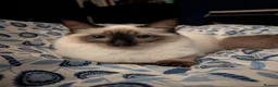 Ragdoll cats for sale: Female Ragdoll Cat For Rehoming - Advert 8