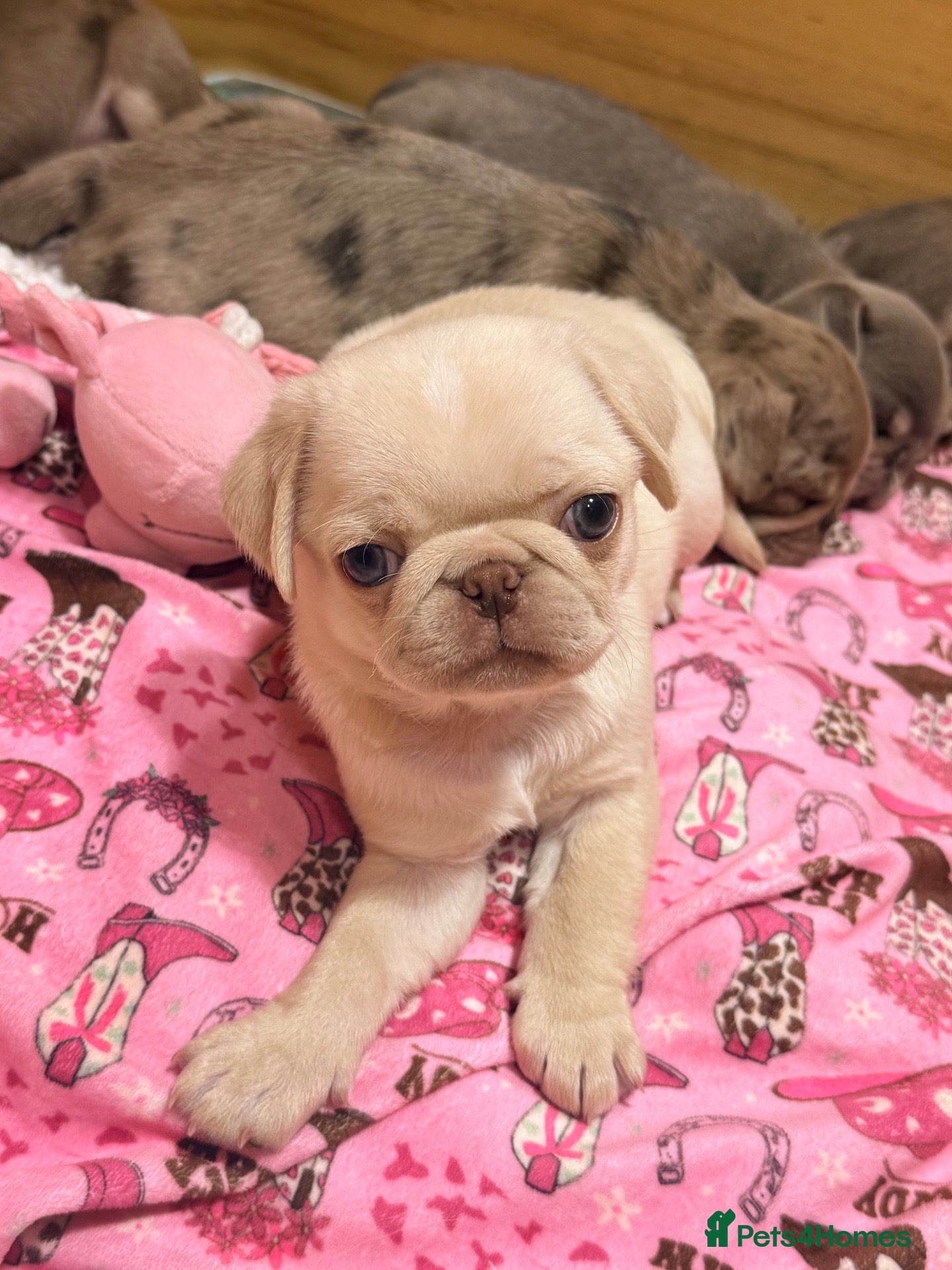 Pug dogs 3rd generation pugs 1 boy available  - Advert 1