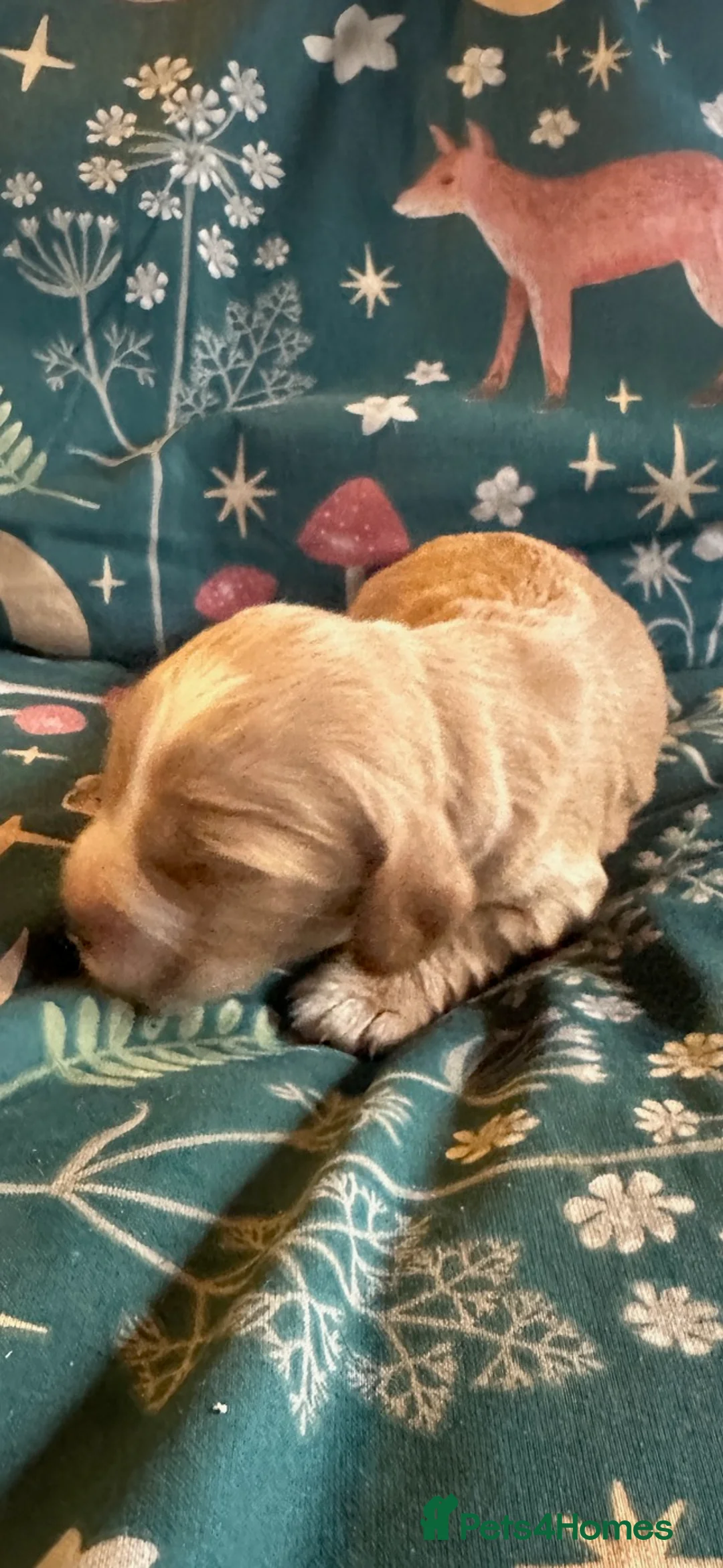 Cocker Spaniel dogs for sale: Working Cocker Spaniel puppies  - Advert 2