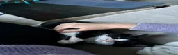 European cats for sale: TUXEDO KITTEN (FEMALE) - Advert 7