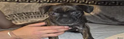 Mixed Breed dogs for sale: Fraffie litter (Frenchie/Staff cross)  - Advert 15