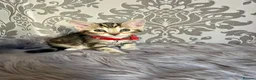 Bengal cats for sale: Bengal kittens🐾 - Advert 8
