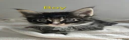 Maine Coon cats for sale: 7 Gorgeous Maine Coon kittens. - Advert 15