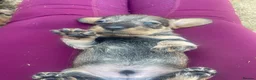 Dachshund dogs for sale: 3 beautiful boy wired haired sausages  - Advert 31