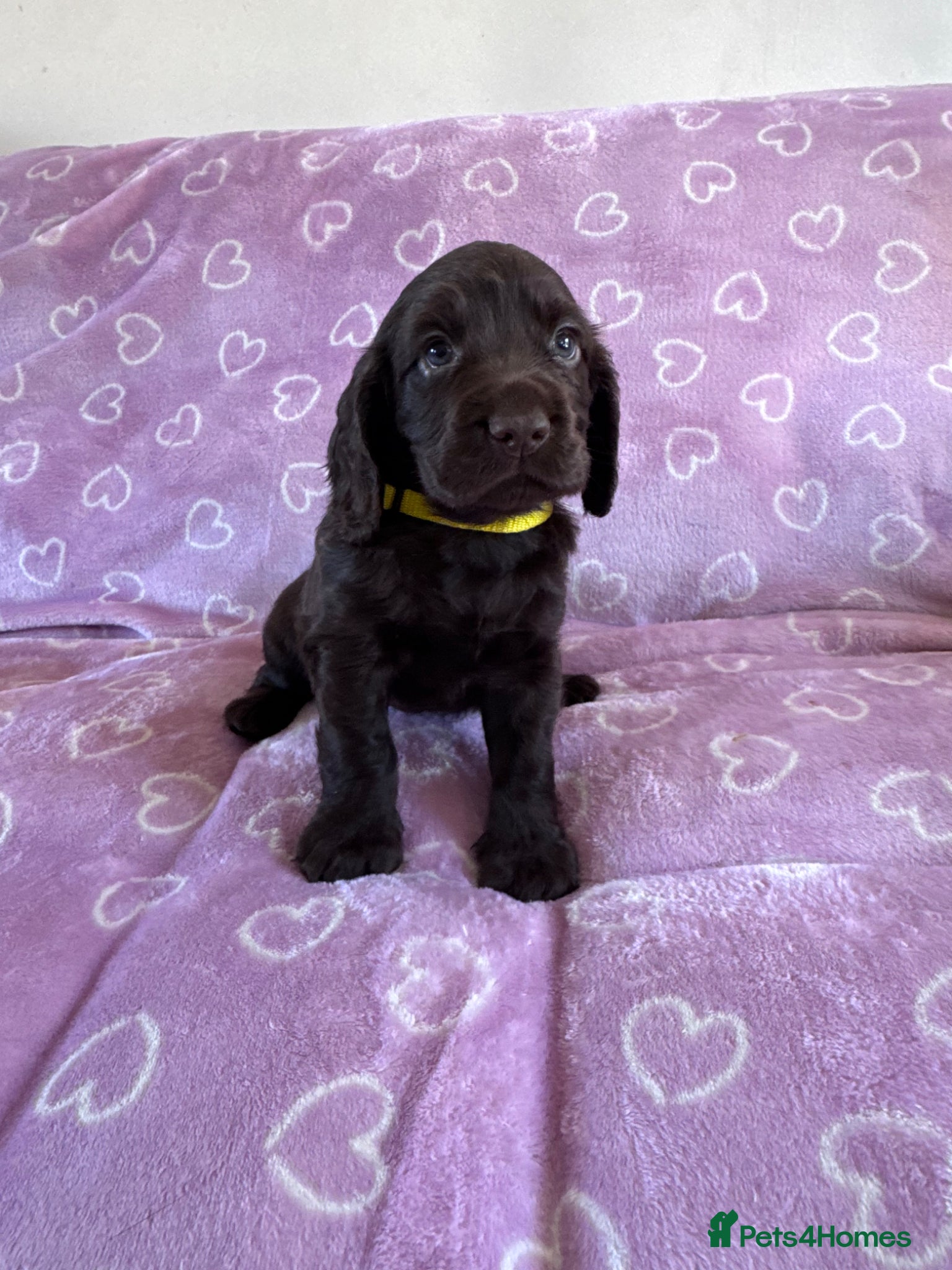 Cocker Spaniel dogs Working cocker spaniel puppies - Advert 6