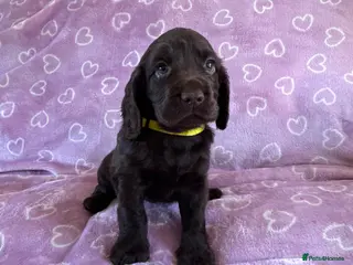 Cocker Spaniel dogs Working cocker spaniel puppies - Advert 6