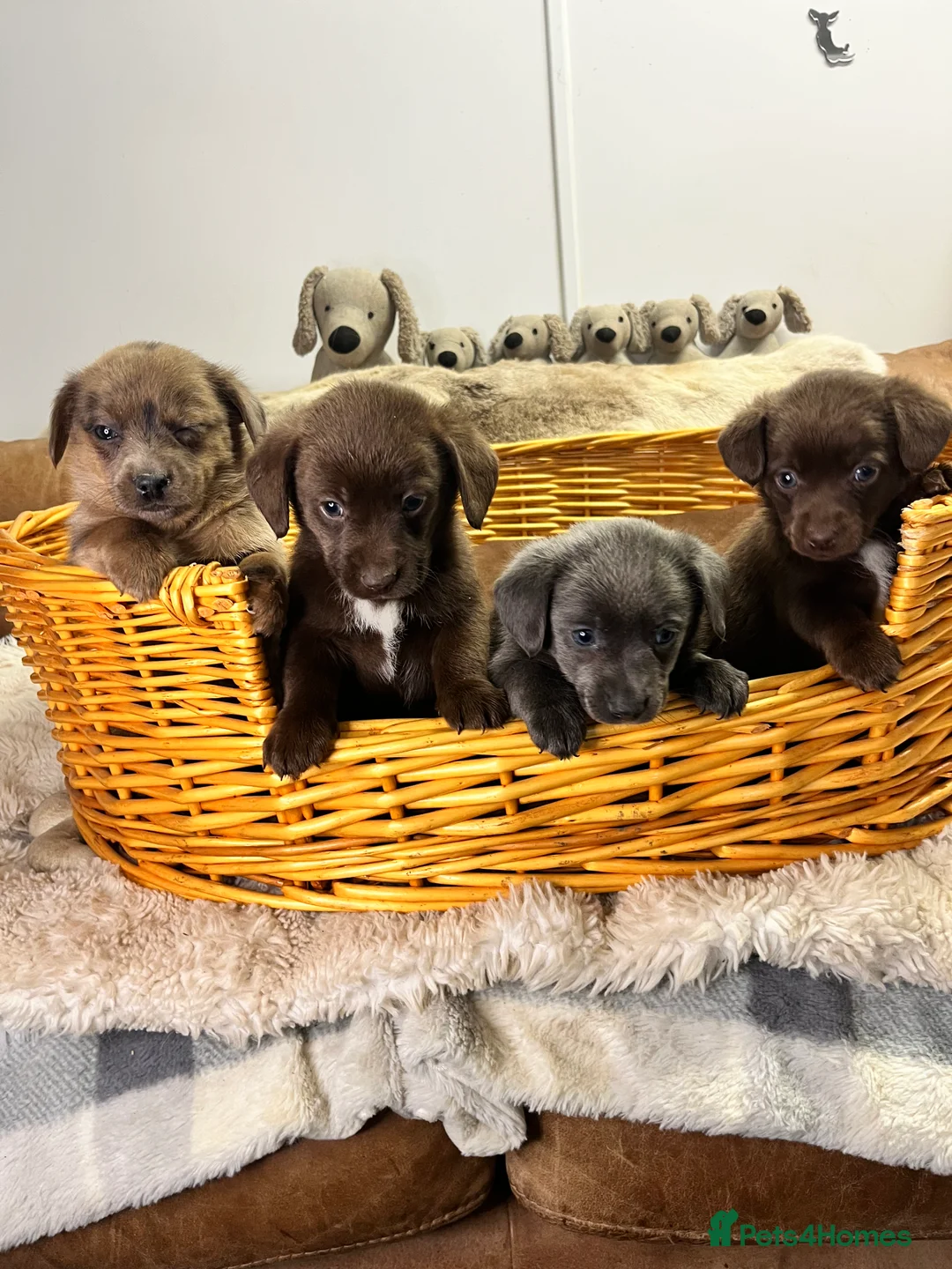 Mixed Breed dogs for sale: Stunning Damaranian  - Advert 2