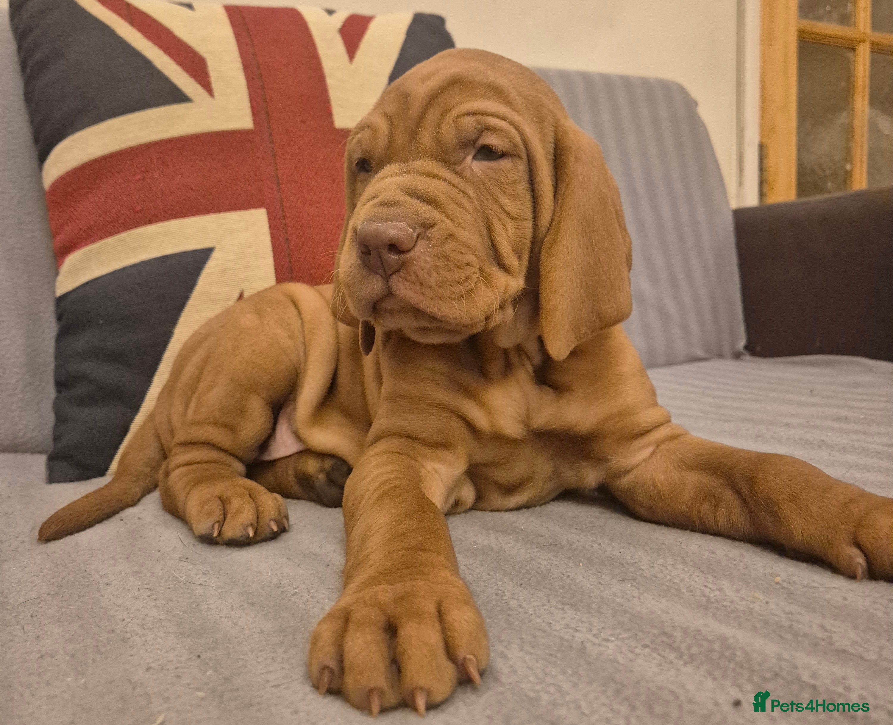 Hungarian Vizsla dogs 🐾 Adorable Vizsla Puppies – 4 Boys & 4 Girls! 🐾 - Advert 9