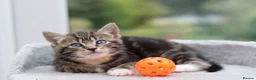 Mixed Breed cats for sale: Tabby Kittens Ready Soon - Advert 3