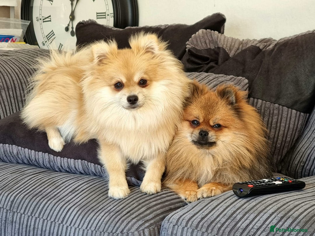 Pomeranian dogs for sale: GORGEOUS POMERANIAN PUPPIES!! - Advert 3