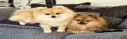 Pomeranian dogs for sale: GORGEOUS POMERANIAN PUPPIES!! 🐶🐶🐶 - Advert 27