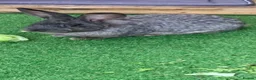 Continental Giant rabbits for sale: Male friendly continental giant - Advert 2