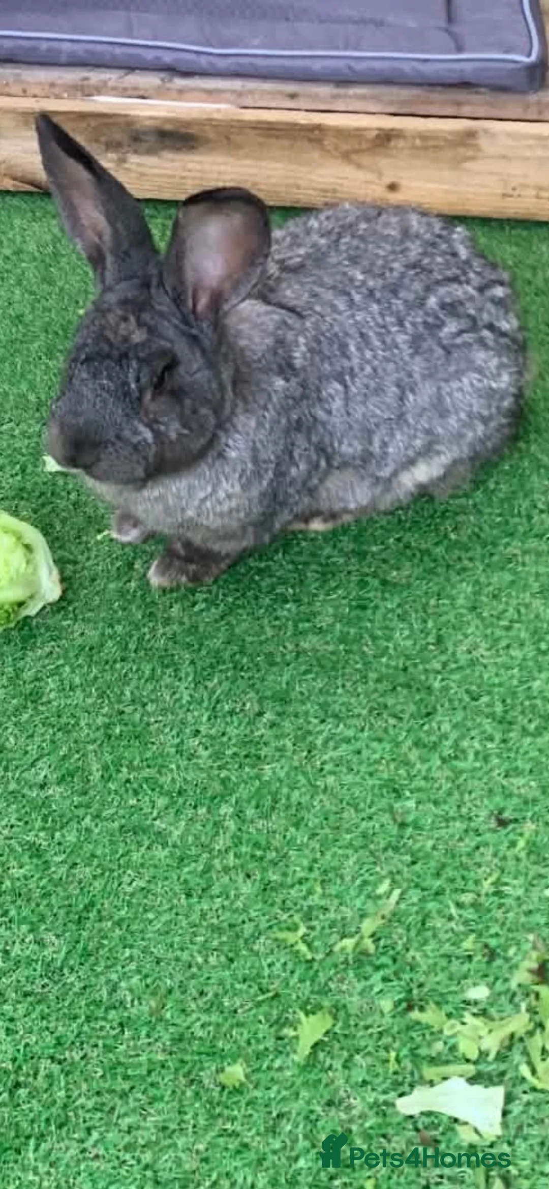 Continental Giant rabbits for sale: Male friendly continental giant - Advert 2