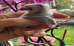 Sugar Glider rodents for sale: Stunning platinum sugar gliders - Image 3