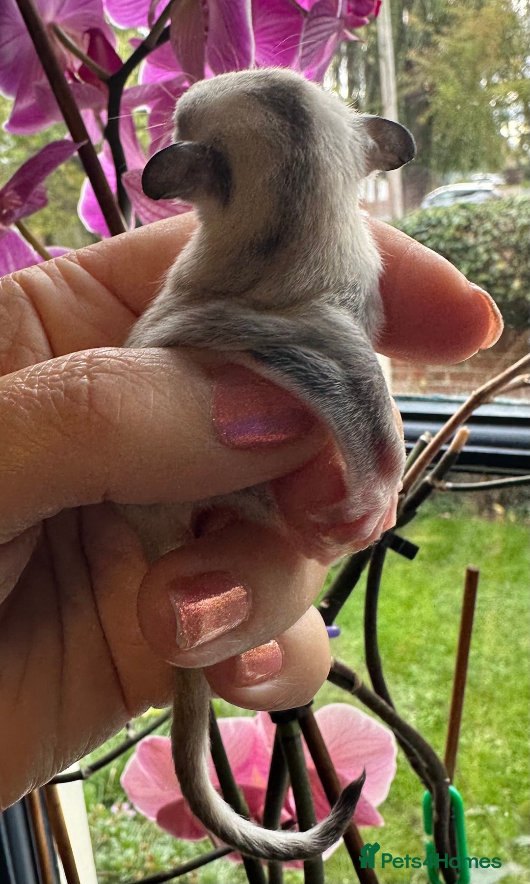 Sugar Glider rodents for sale: Stunning platinum sugar gliders - Image 3