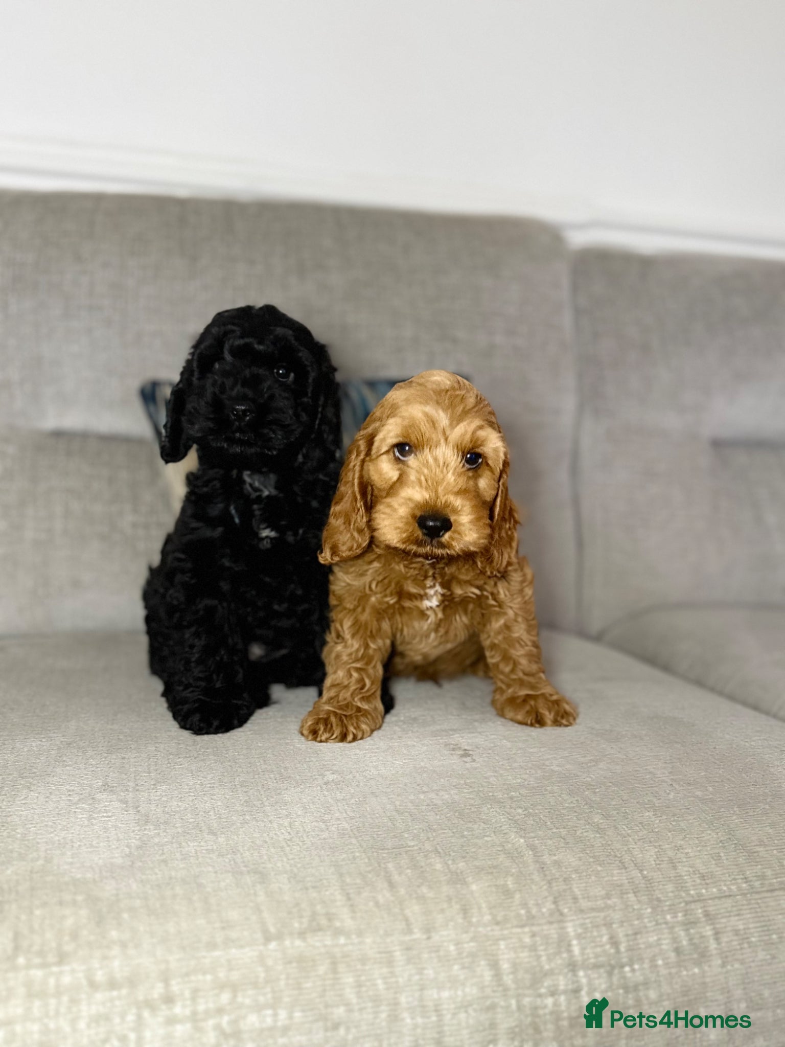 Cockapoo dogs F1 cockapoo puppies READY NOW - Advert 8