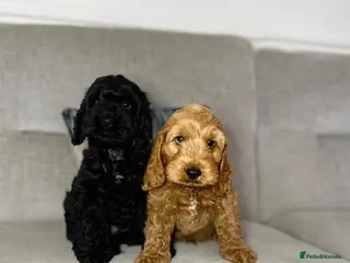 Cockapoo dogs F1 cockapoo puppies READY NOW - Advert 8