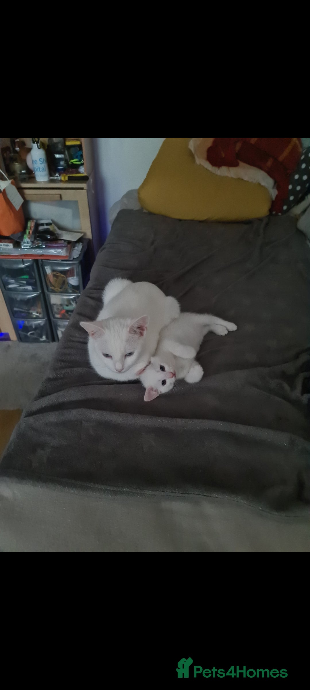 Domestic Shorthair cats for sale: 2 white kittens ready to move into their new homes - Image 3