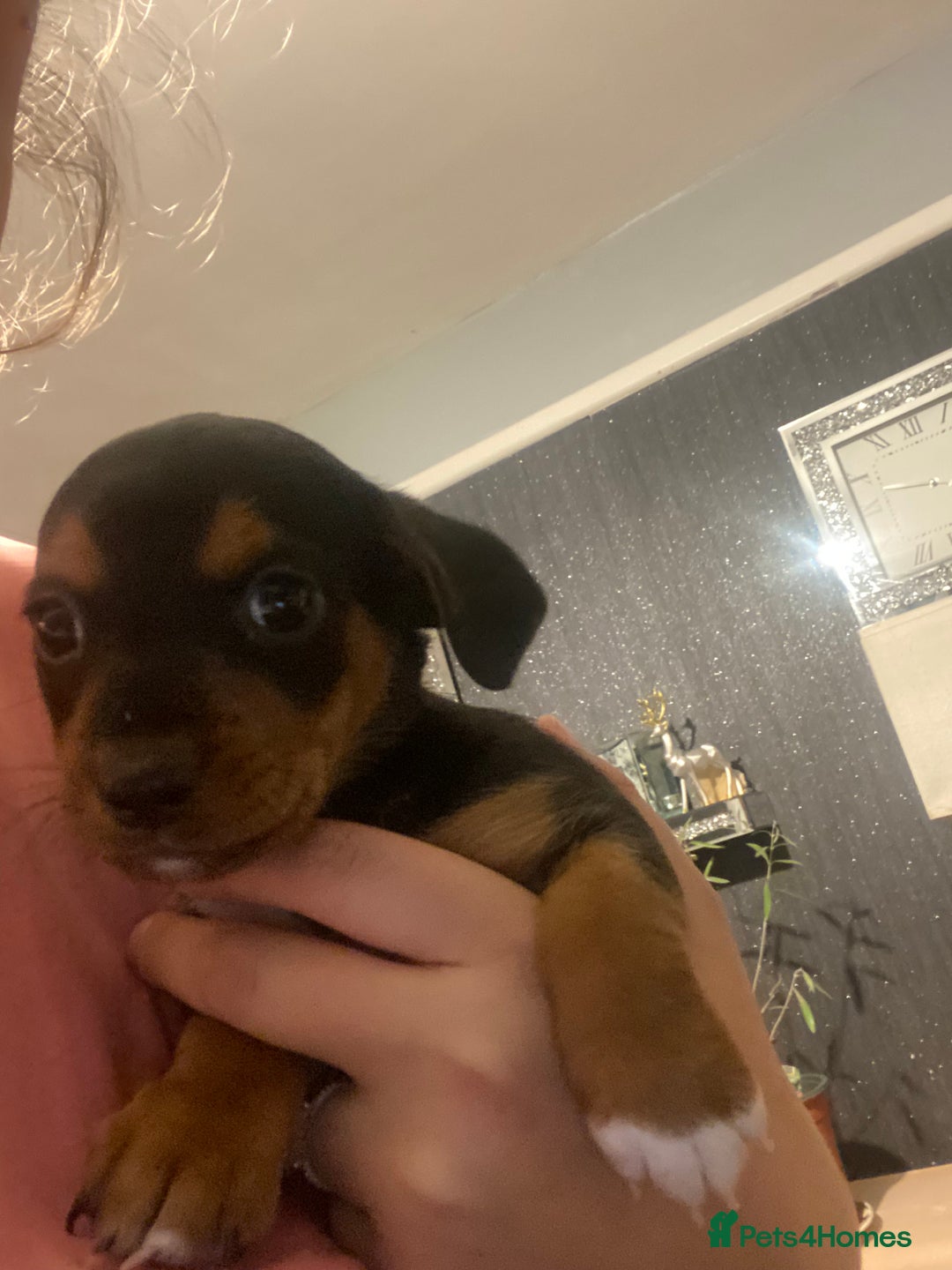 Mixed Breed dogs for sale: Jack Russell x chiweenie READY 16TH NOVEMBER £550 - Advert 6