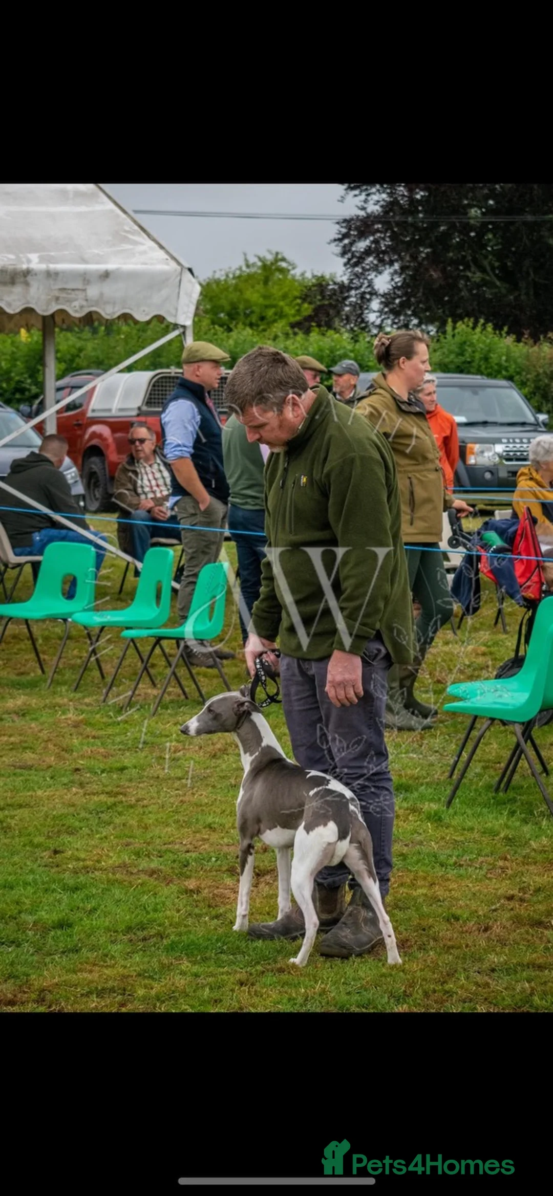 Whippet dogs for stud: DNA health tested Kc reg blue and white whippet in Builth Wells - Advert 4
