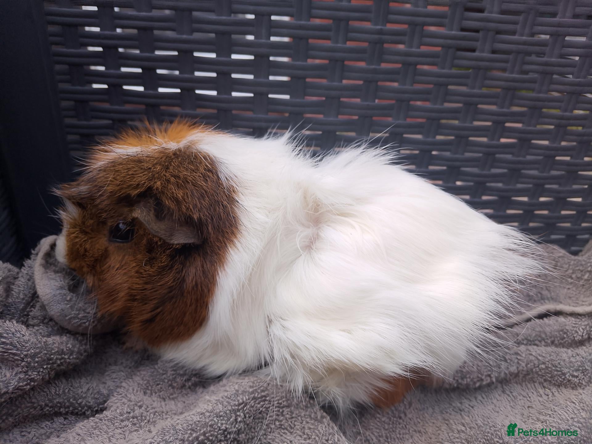 Guinea Pig rodents 2 x 1 year old retired sows available  - Advert 18