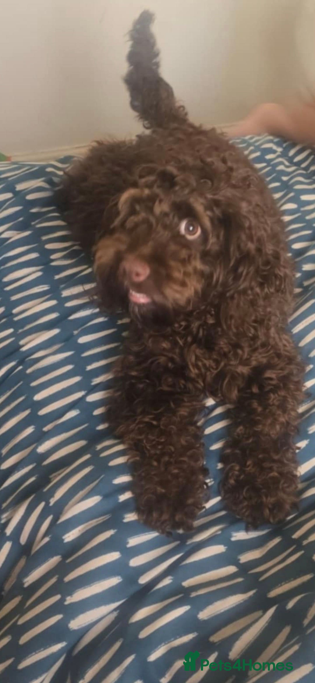 Cockapoo dogs for sale: Coco the cockapoo - Advert 2