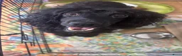 Cocker Spaniel dogs for sale: Beautiful Cocker Spaniel Puppies - Advert 4