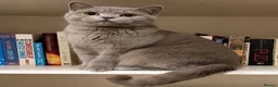 British Shorthair cats for sale: Chunky fluffy British Shorthair Kittens GCCF - Advert 2