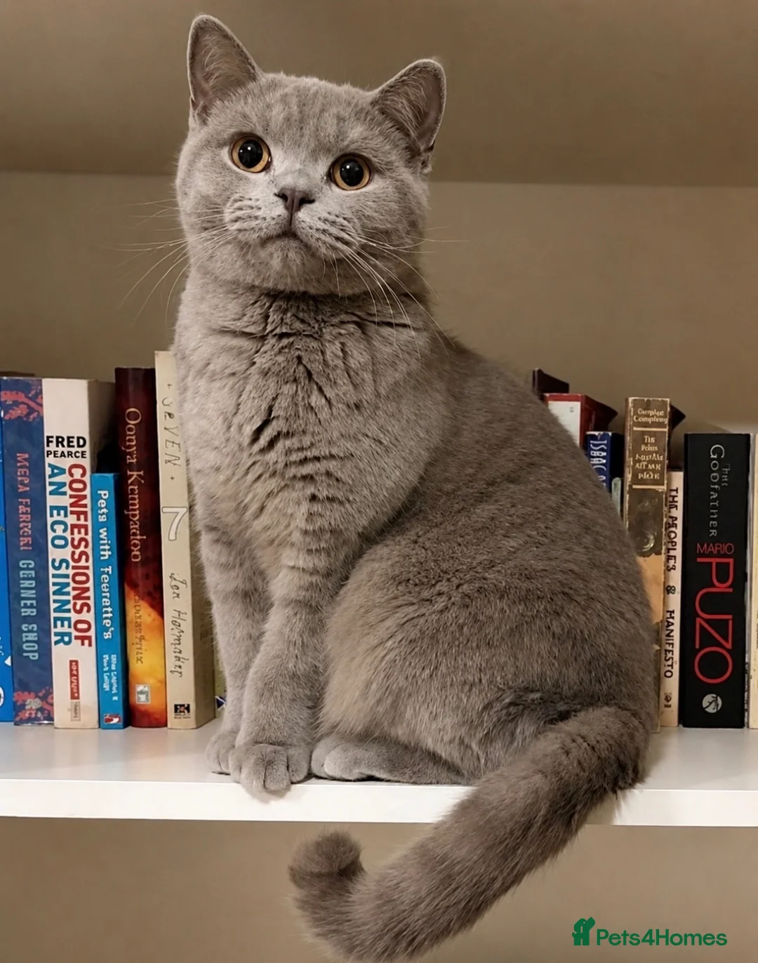 British Shorthair cats for sale: Chunky fluffy British Shorthair Kittens GCCF - Advert 2