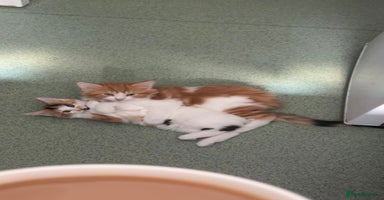 Mixed Breed cats - Advert 8