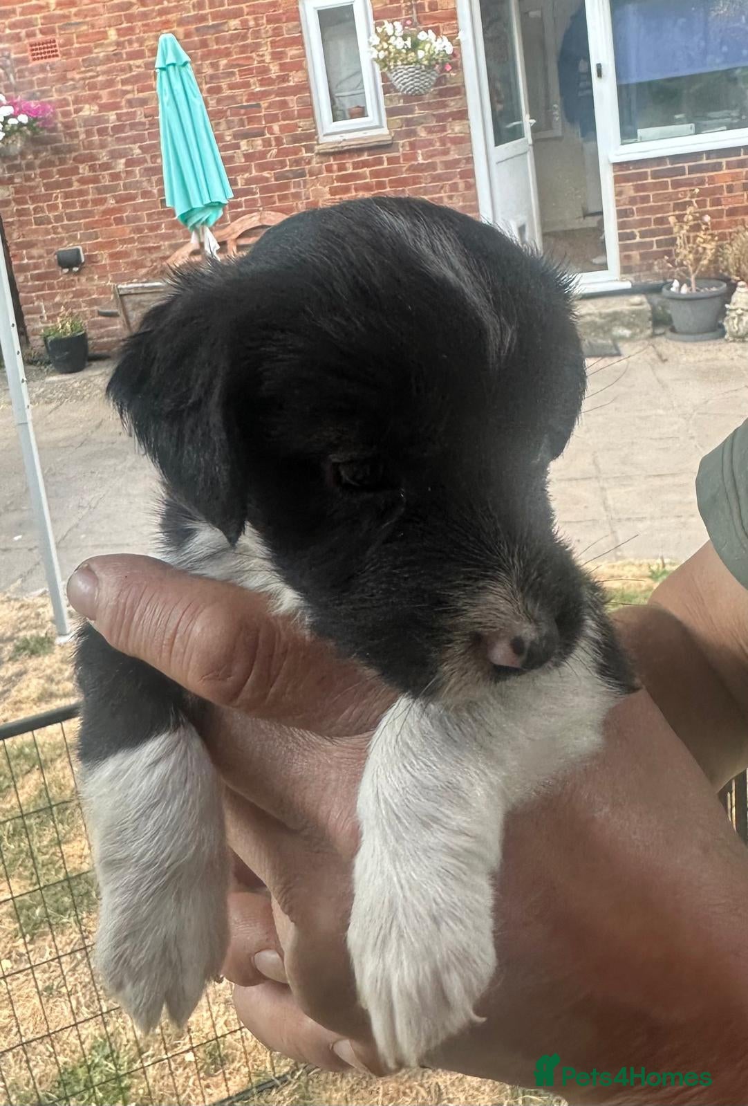 Mixed Breed dogs Cutest jack russell / spaniel / collie mix - Advert 2