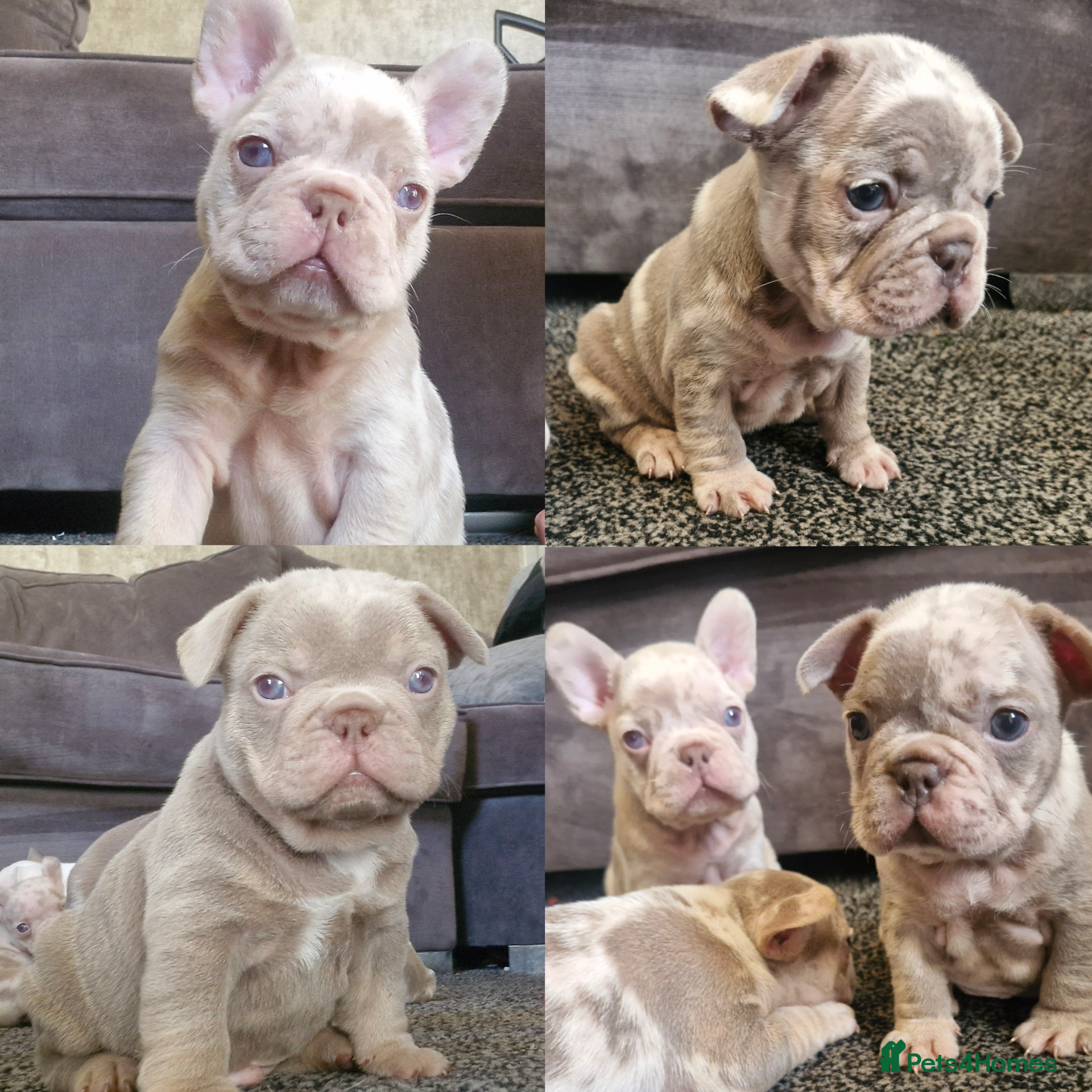 French Bulldog dogs Stunning dwkc merle french bulldogs  - Advert 16