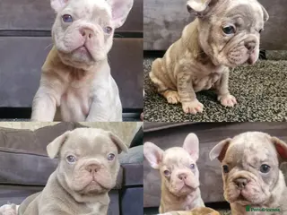 French Bulldog dogs Stunning dwkc merle french bulldogs - Advert 16