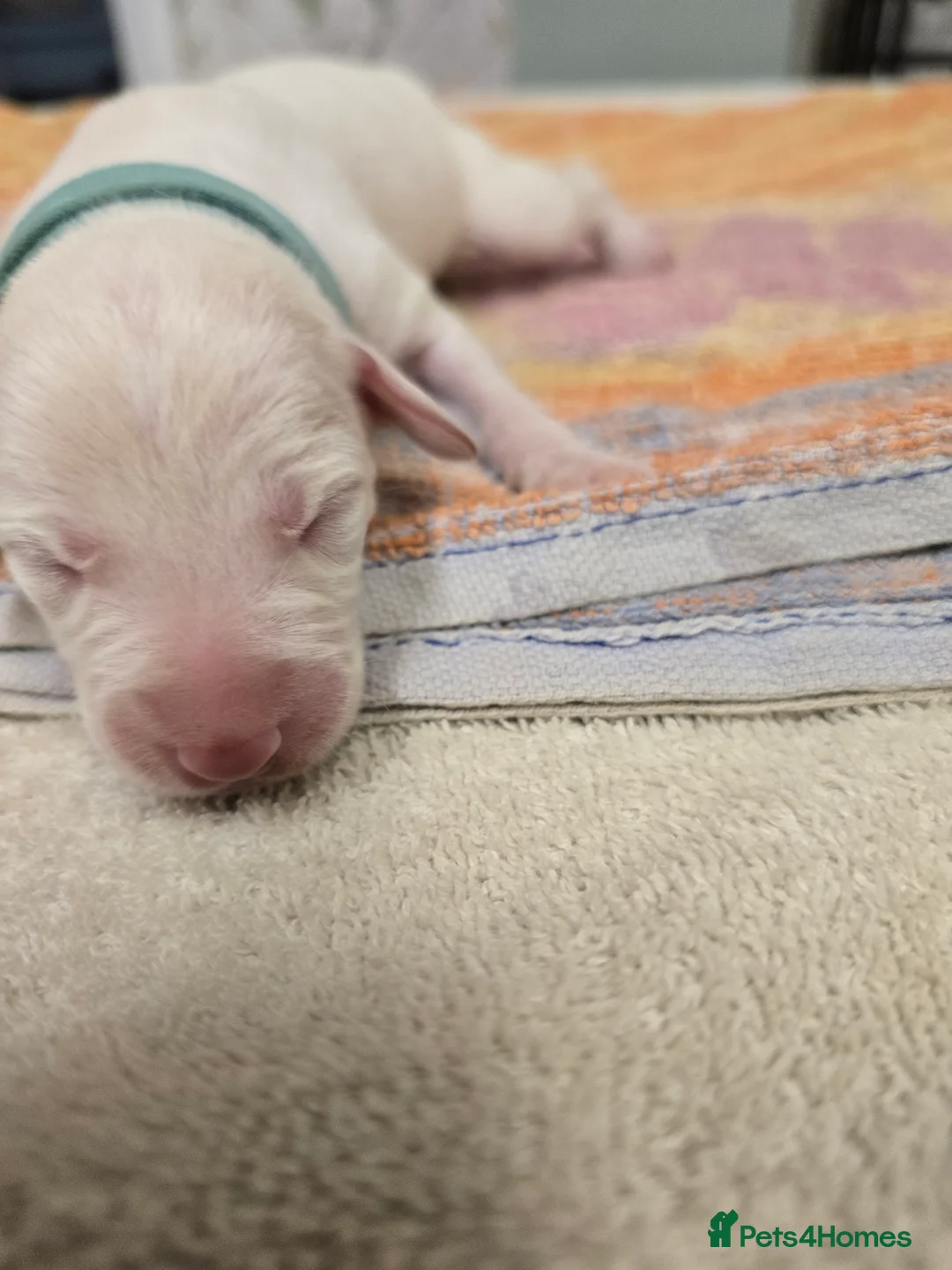 Mixed Breed dogs for sale: English pointer cross saluki/greyhound  - Advert 22