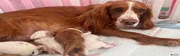 Cocker Spaniel dogs for sale: Cocker spaniel puppies  - Advert 18