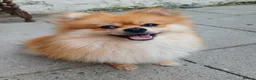 Pomeranian dogs for sale: Male Pomeranian 2 Years Old - Advert 5