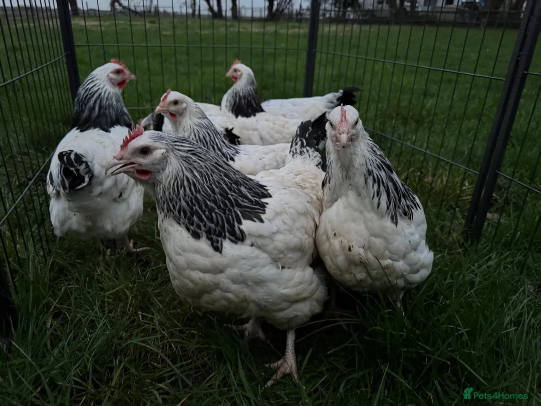 Chickens poultry for sale: Light Sussex exhibition large fowl - Advert 2