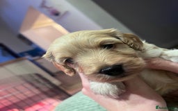 Cockapoo dogs for sale: F1B Cockapoo Puppies - Image 13