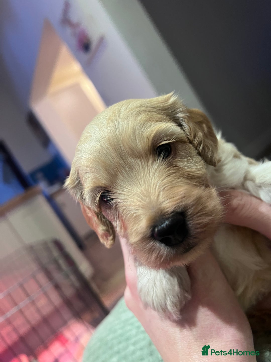 Cockapoo dogs for sale: F1B Cockapoo Puppies - Image 13