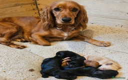 Cocker Spaniel dogs for sale: Cocker spaniel - Image 5