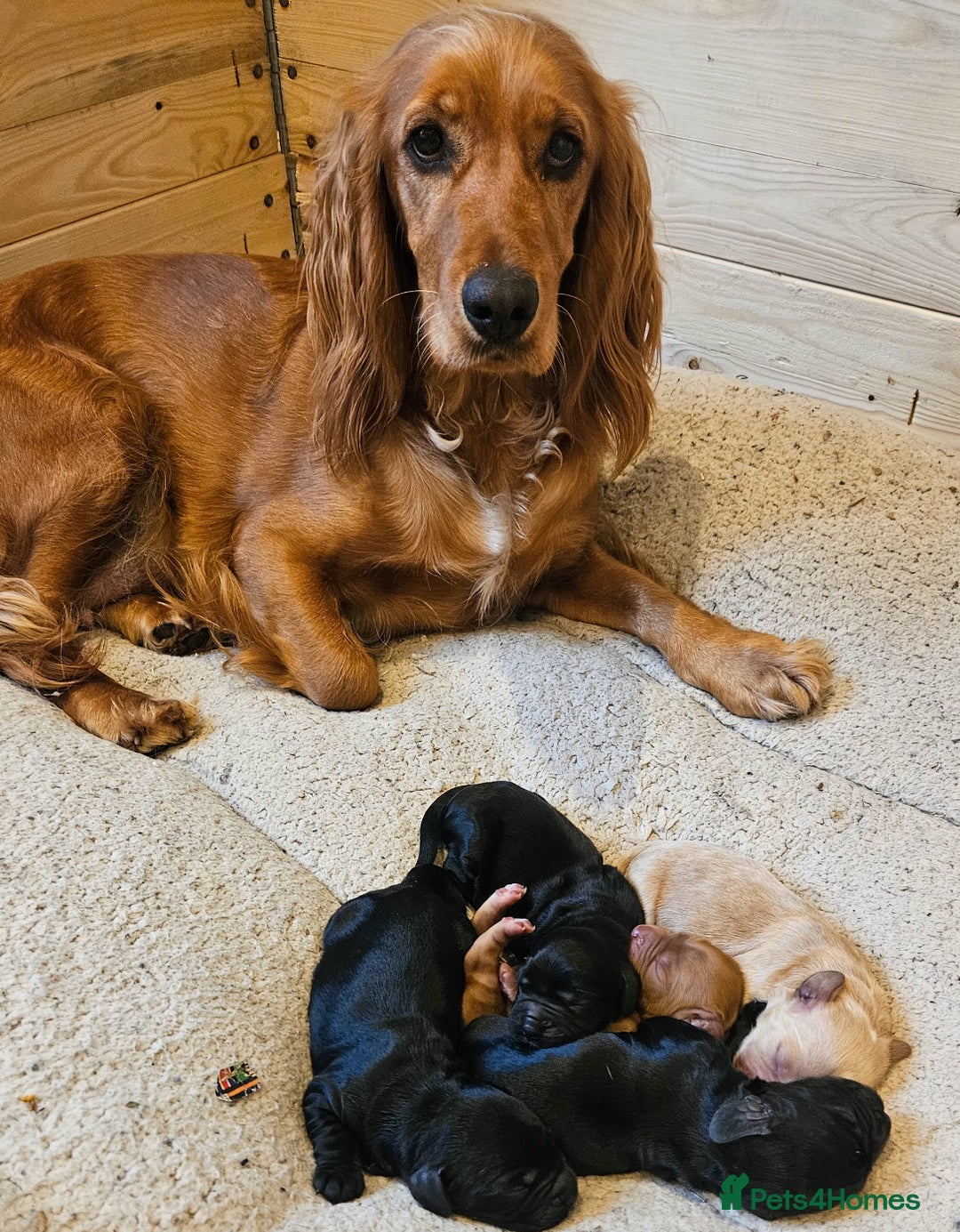 Cocker Spaniel dogs for sale: Cocker spaniel - Image 5