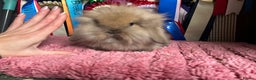Mini Lop rabbits for sale: Vaccinated mini lop and lion lop babies - Advert 16