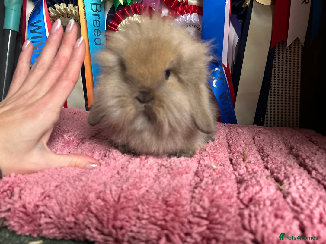 Mini Lop rabbits for sale: Vaccinated mini lop and lion lop babies - Advert 16