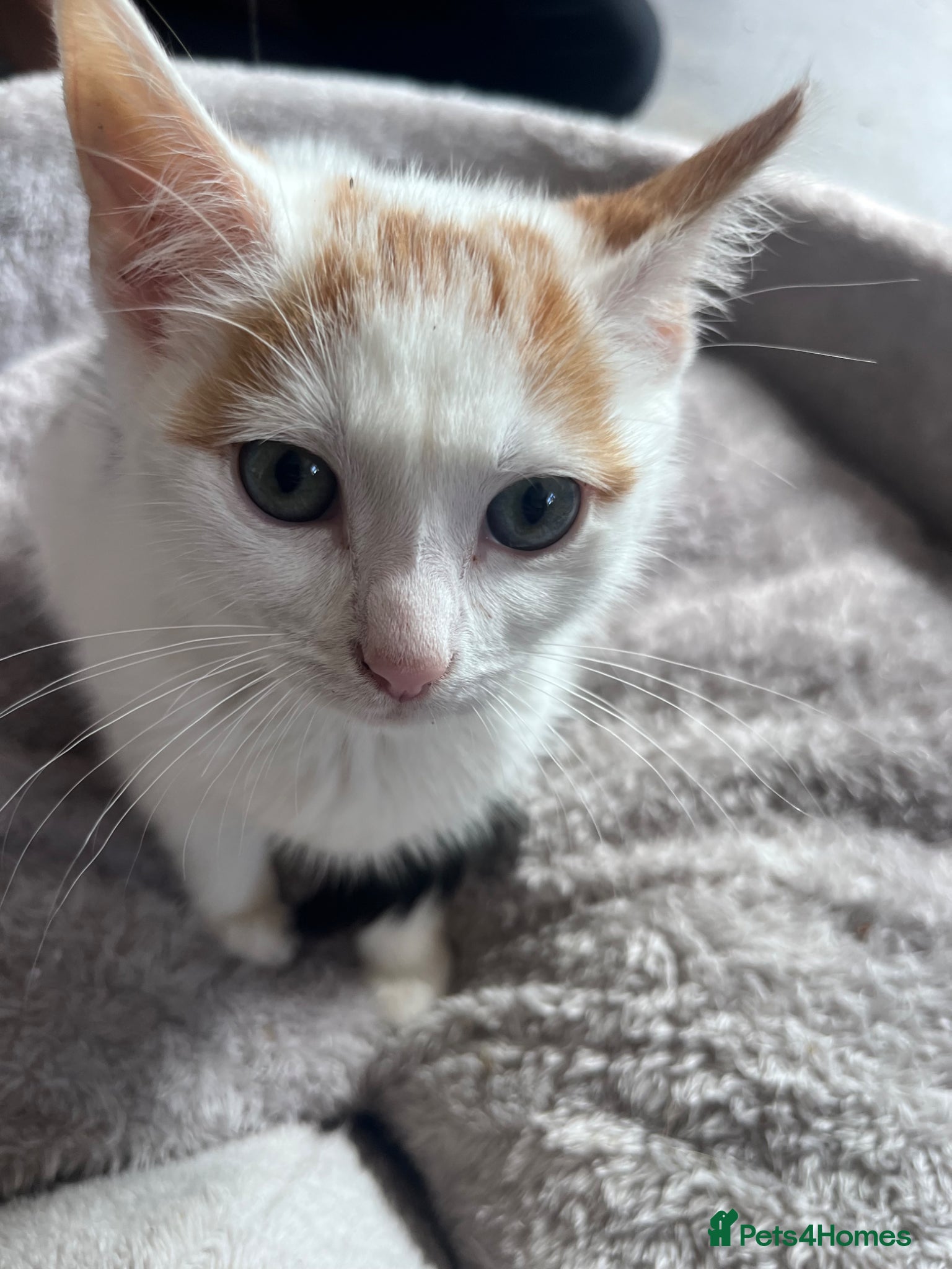 Mixed Breed cats 🐾 Stunning 10 week old kittens 🐾 - Advert 1