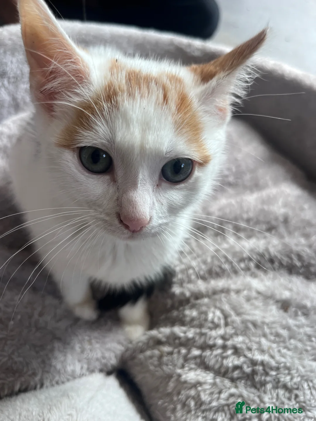 Mixed Breed cats for sale: 🐾 Stunning 10 week old kittens 🐾 - Advert 1