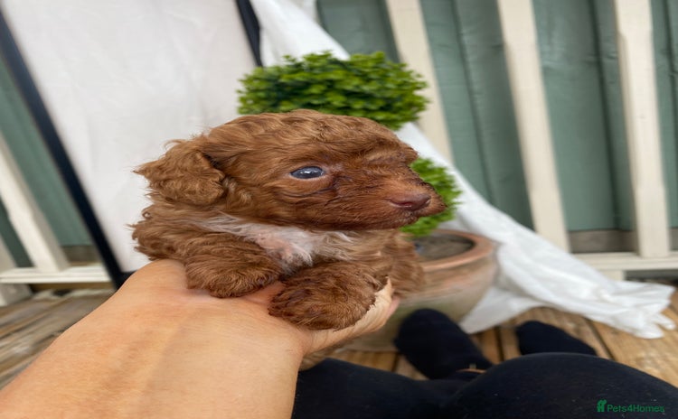Toy Poodle dogs - Advert 3