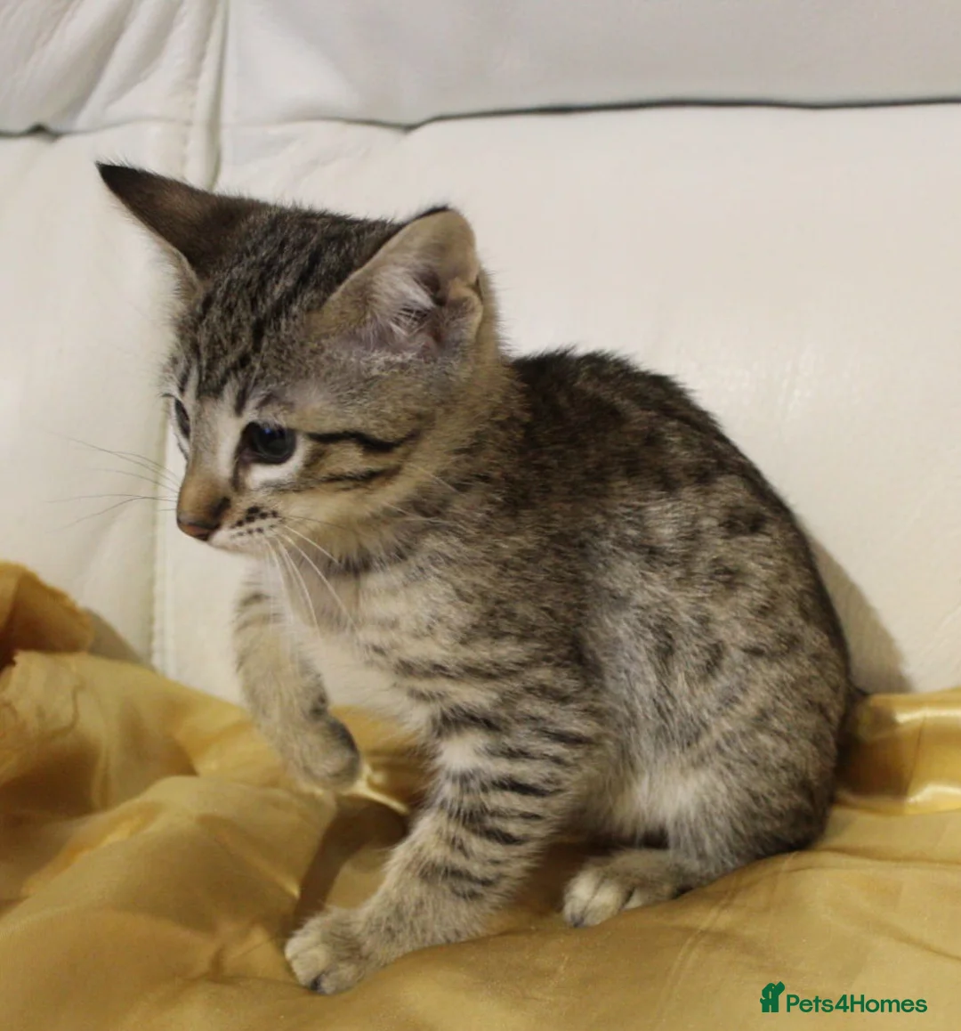 Savannah cats for sale: Highly spotted Savannah kittens  - Advert 10