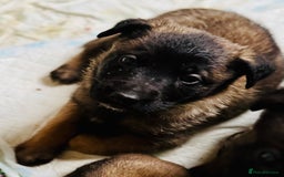 Belgian Shepherd Dog dogs for sale: Skye x Nines very last litter ever! 3B &7G  - Image 14