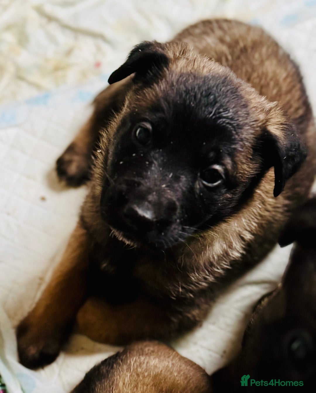 Belgian Shepherd Dog dogs for sale: Skye x Nines very last litter ever! 3B &7G  - Image 14